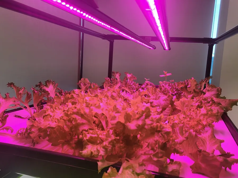 LED 조명 아래에서 붉게 자란 수경재배 적상추